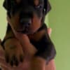 Doberman  puppies for sale photo 4