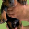 Doberman  puppies for sale photo 5