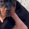 Doberman  puppies for sale photo 6