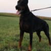 Doberman  puppies for sale photo 7