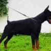 Doberman  puppies for sale photo 8