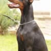 Doberman  puppies for sale photo 9
