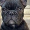 French Bulldog puppies photo 1