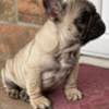 French Bulldog puppies photo 3