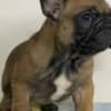 French Bulldog puppies photo 6