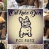 French Bulldog puppies photo 8