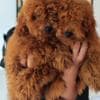 Red Miniature Poodle puppies photo 1