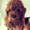 Red Miniature Poodle puppies photo 2