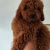 Red Miniature Poodle puppies photo 3