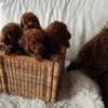 Red Miniature Poodle puppies photo 4