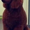 Red Miniature Poodle puppies photo 5