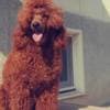 Red Miniature Poodle puppies photo 6