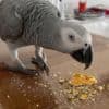 African grey parrots for sale photo 1