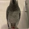African grey parrots for sale photo 2