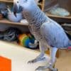 African grey parrots for sale photo 3