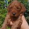 Toy Poodle  puppies for sale photo 1