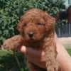 Toy Poodle  puppies for sale photo 2