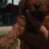 Toy Poodle  puppies for sale photo 3