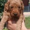 Toy Poodle  puppies for sale photo 4