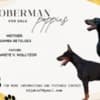 DOBERMAN puppies photo 1