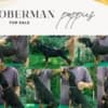 DOBERMAN puppies photo 2