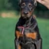 Doberman  puppies for sale photo 1