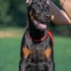 Doberman  puppies for sale photo 2