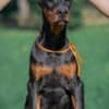 Doberman  puppies for sale photo 3