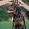 Doberman  puppies for sale photo 4