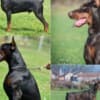 Doberman  puppies for sale photo 5