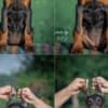 Doberman  puppies for sale photo 6