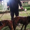 Dutch Shepherd  puppies photo 1