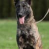 Dutch Shepherd  puppies photo 3
