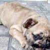French Bulldog puppy photo 1
