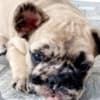 French Bulldog puppy photo 2