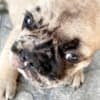 French Bulldog puppy photo 3
