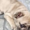 French Bulldog puppy photo 4