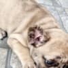French Bulldog puppy photo 5