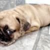 French Bulldog puppy photo 6