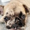 French Bulldog puppy photo 7