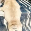 French Bulldog puppy photo 8