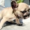 French Bulldog puppy photo 9
