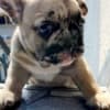 French Bulldog puppy photo 10