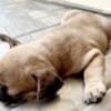 French Bulldog puppy photo 11