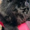 Chow Chow dogs for sale photo 1