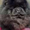Chow Chow dogs for sale photo 3