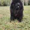 Chow Chow dogs for sale photo 4