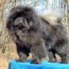 Chow Chow dogs for sale photo 5