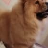 Chow Chow dogs for sale photo 7
