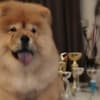 Chow Chow dogs for sale photo 8